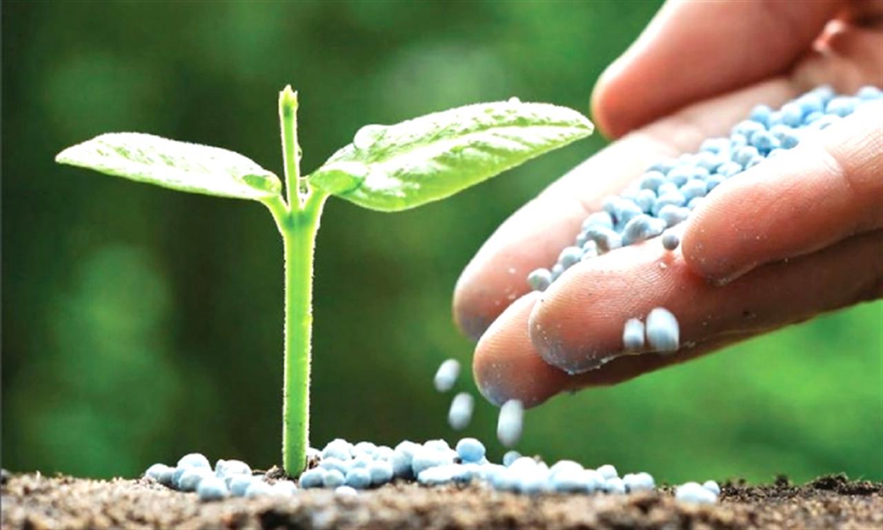 Lo ngại nguồn cung phân bón bị ảnh hưởng bởi xung đột Israel - Palestine