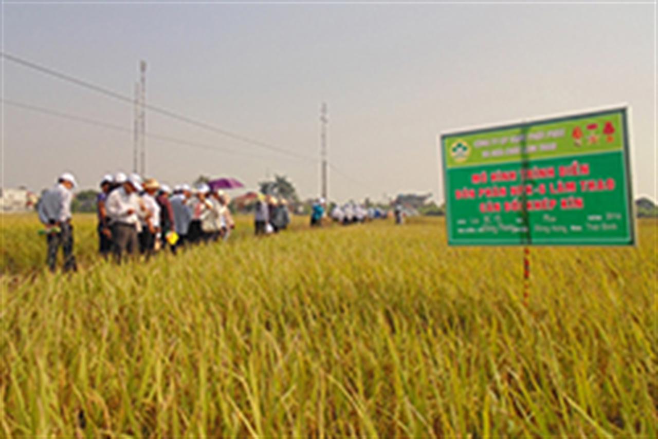 Lúa Thái Bình: Tăng năng suất nhờ phân bón Lâm Thao