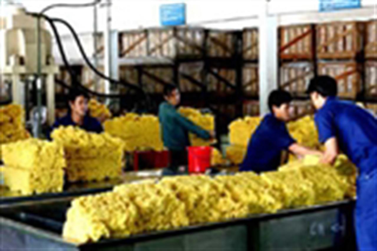 Thị trường cao su thế giới tuần 23 – 29/8/2010: giá lập kỷ lục cao 4 tháng