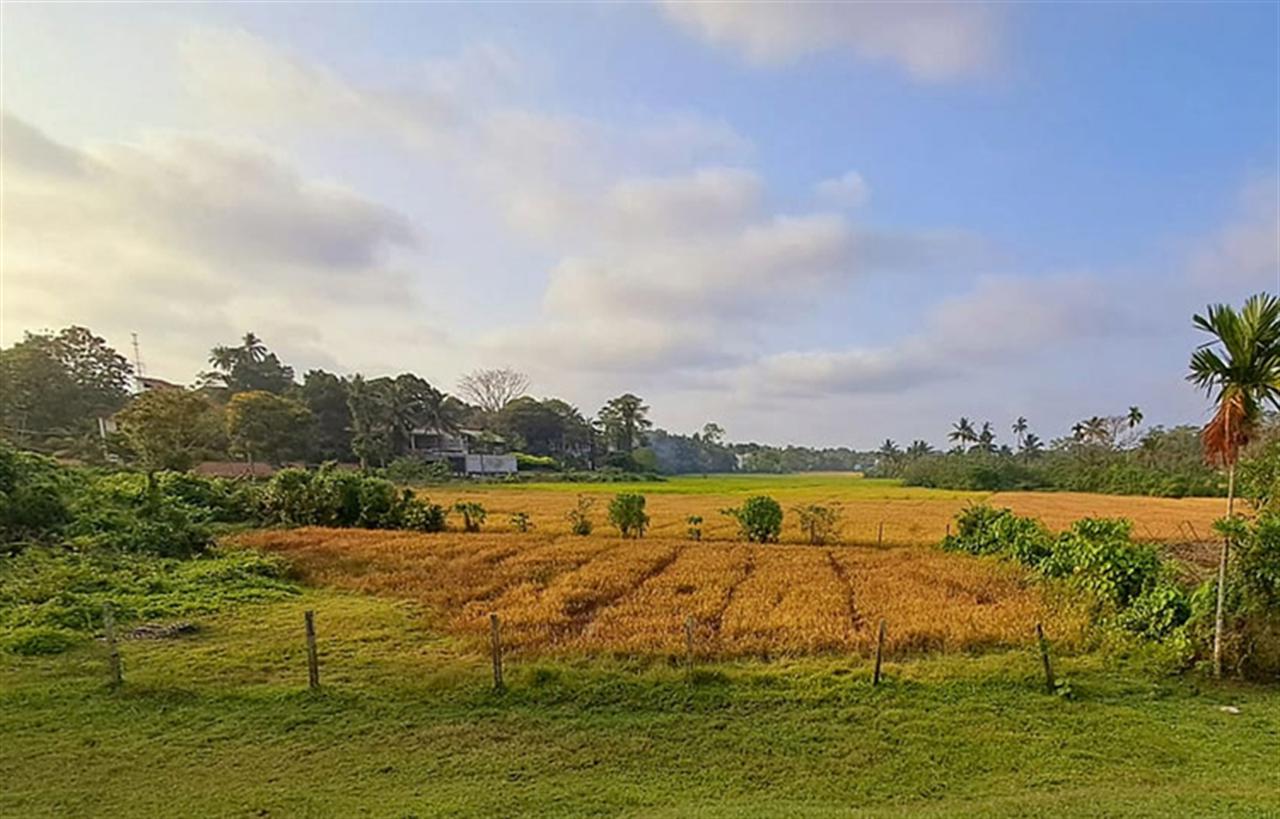 Lệnh cấm phân bón hóa học của Sri Lanka năm 2021 có thể đem lại bài học gì cho thế giới
