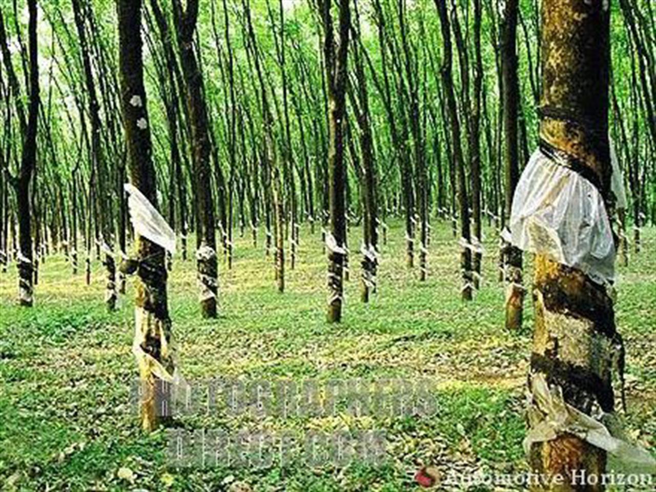 Giá cao su lên cao nhất 7 ngày