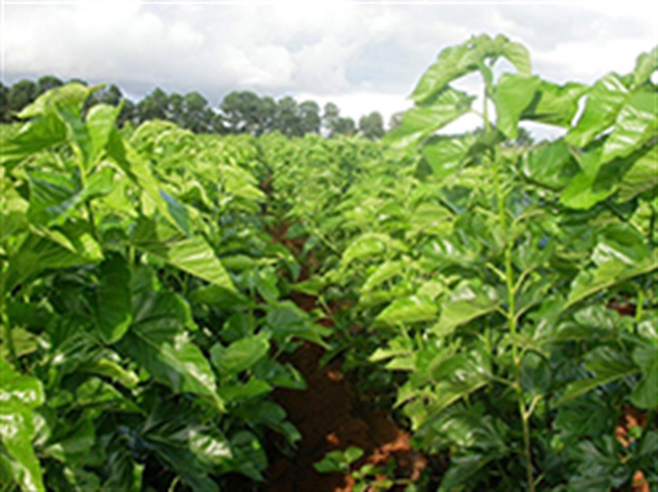 Bón NPK-S Lâm Thao cho cây dâu tằm