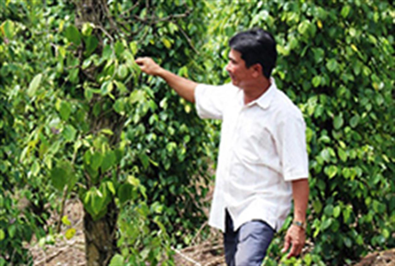 Ai dẹp 'loạn phân bón' giúp nông dân?