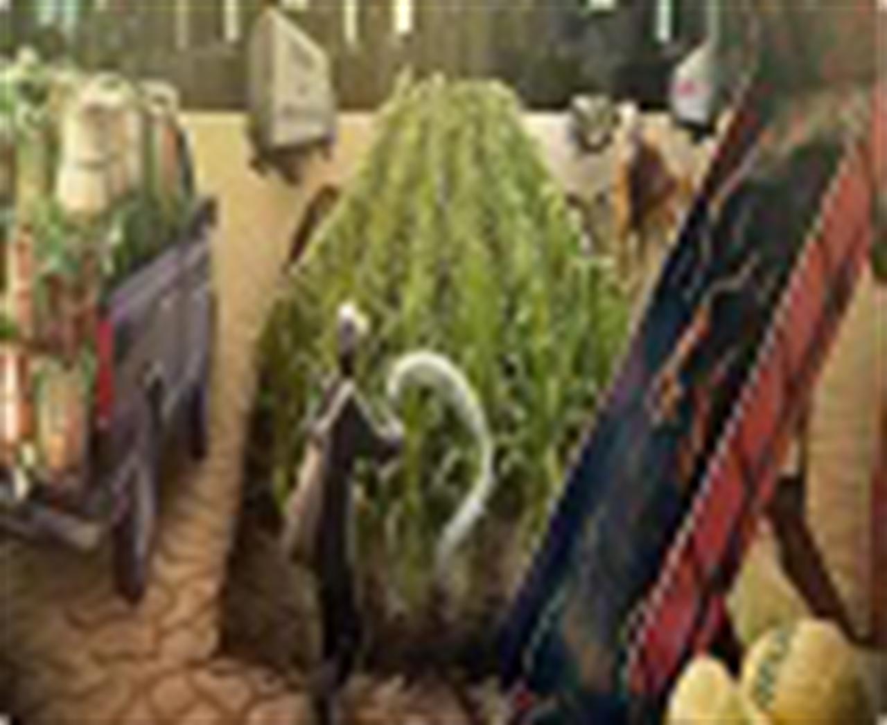 Ấn Độ nâng cao năng lực sản xuất urê để giảm phụ thuộc vào nhập khẩu