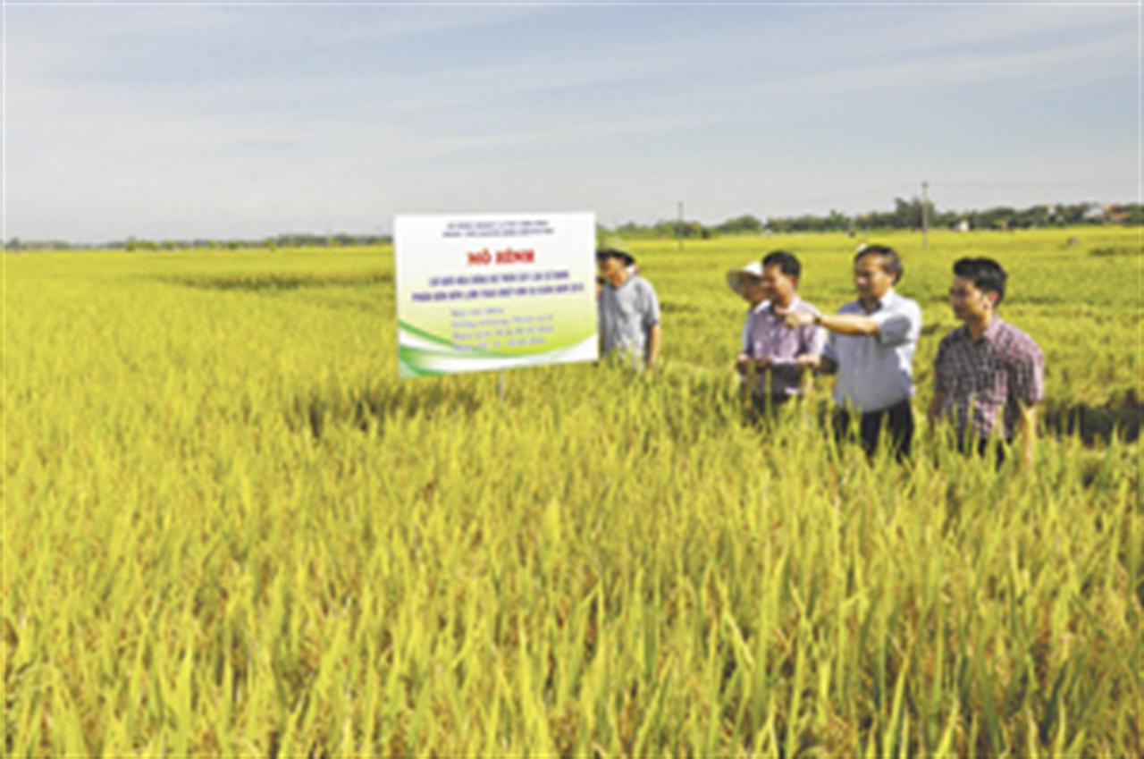 Phân bón Lâm Thao giúp cây lúa cho thu nhập tăng 6,1 triệu đồng/ha