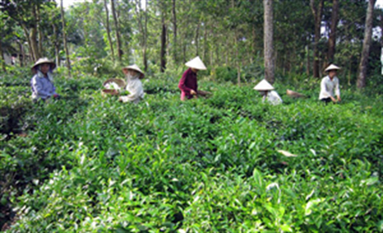 Hướng dẫn sử dụng phân bón DAP Lào Cai cho cây chè