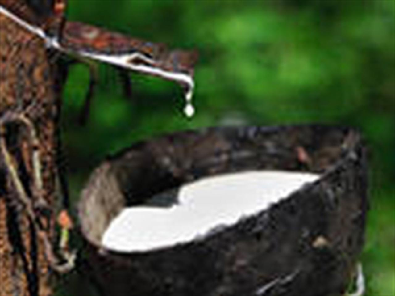 Giá cao su tại một số địa phương ngày 13/03/2013