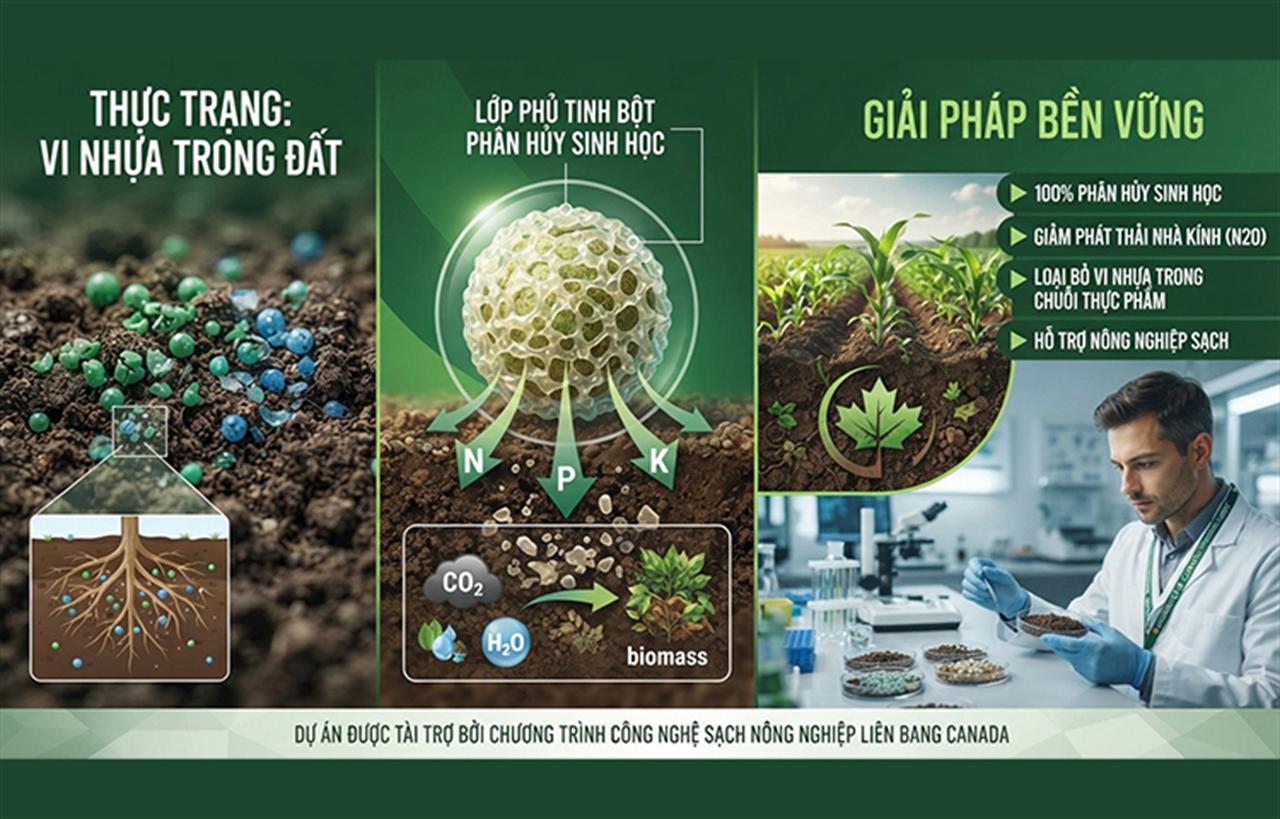 Lớp phủ từ tinh bột thực vật: Hướng đi mới nhằm loại bỏ vi nhựa khỏi phân bón