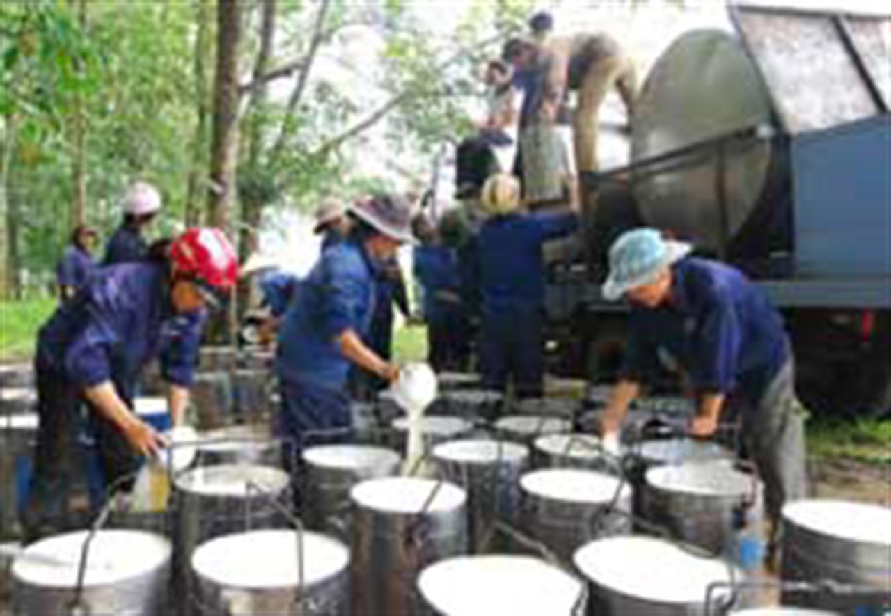 Rubber exports set to soar