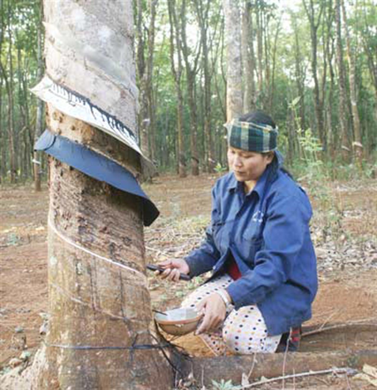 Thị trường cao su châu Á: Khan hiếm cung khiến giao dịch chậm trễ