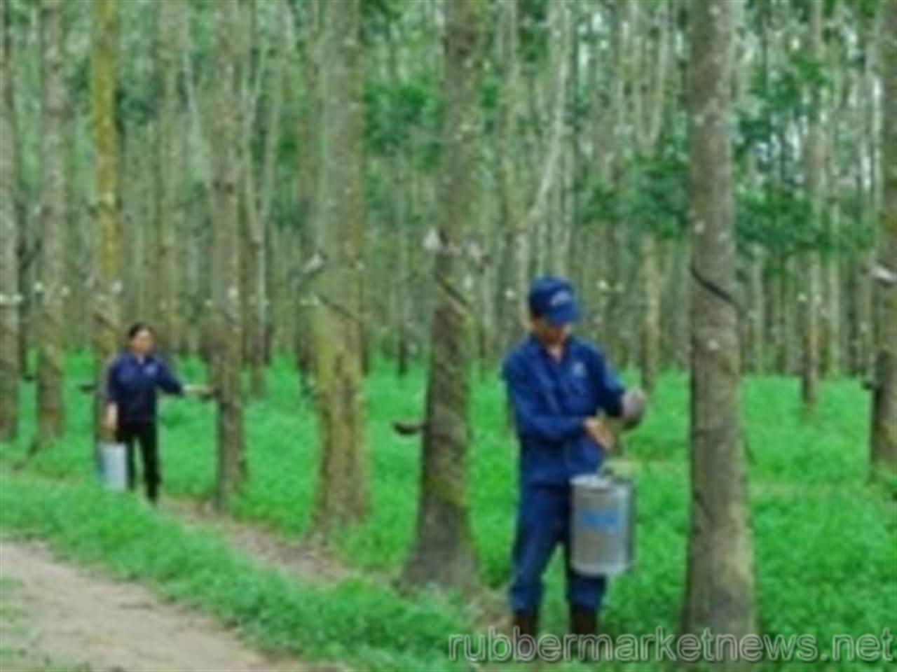 China chases tire grade rubber