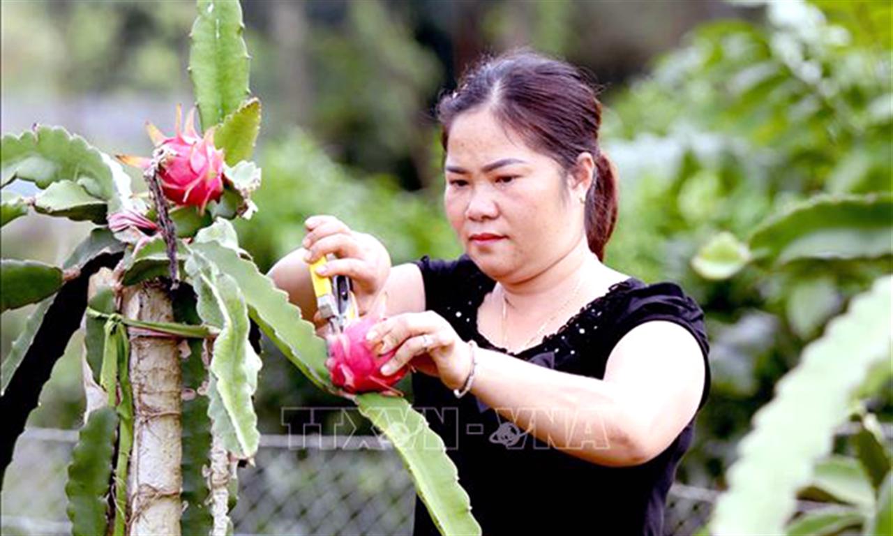 Phân bón chuyên dùng Đầu Trâu giúp cây thanh long cho năng suất cao