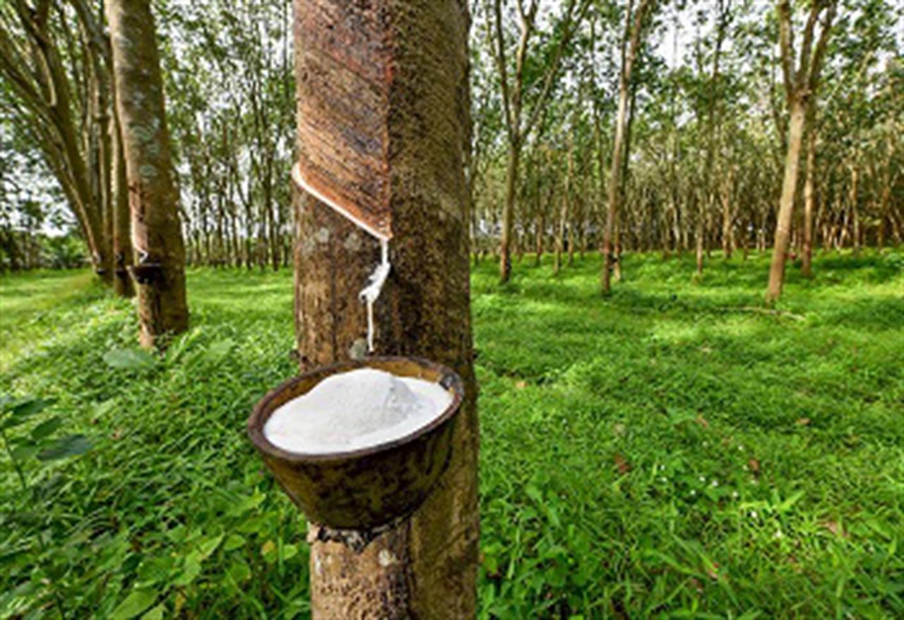 Association of Natural Rubber Producing Countries forecasts increased demand for natural rubber