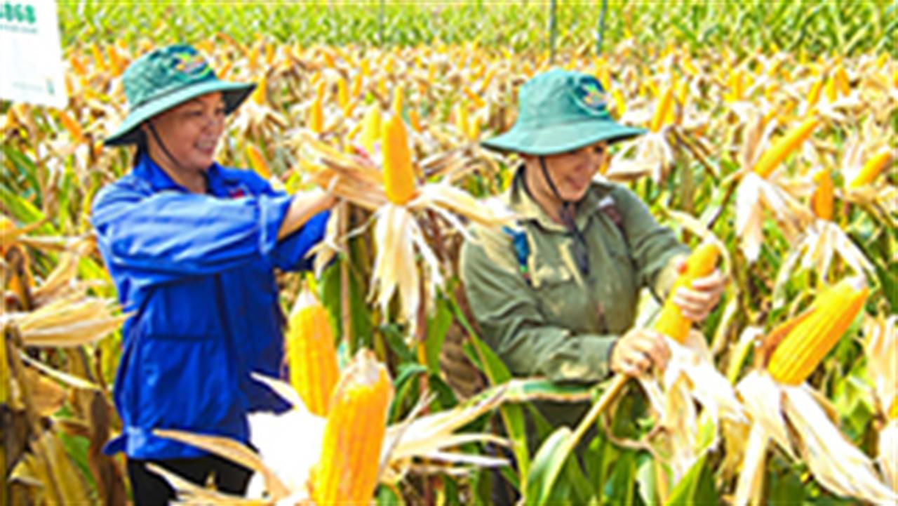 Vinachem: Hiệu ứng lan tỏa từ Chương trình "Hành động vì an toàn thực phẩm"