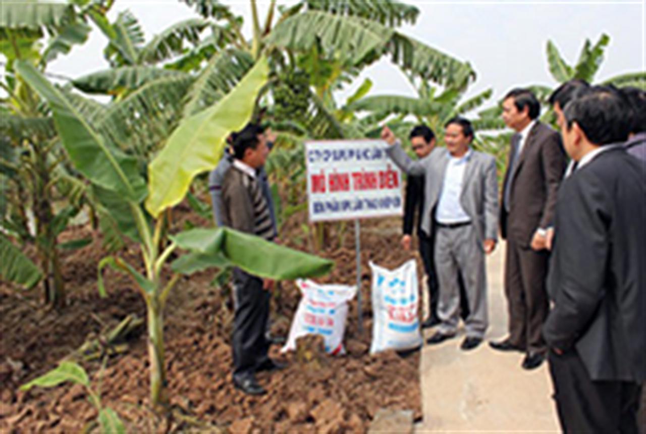 Supe Lâm Thao tung "chiêu" bảo vệ thương hiệu trước phân bón giả