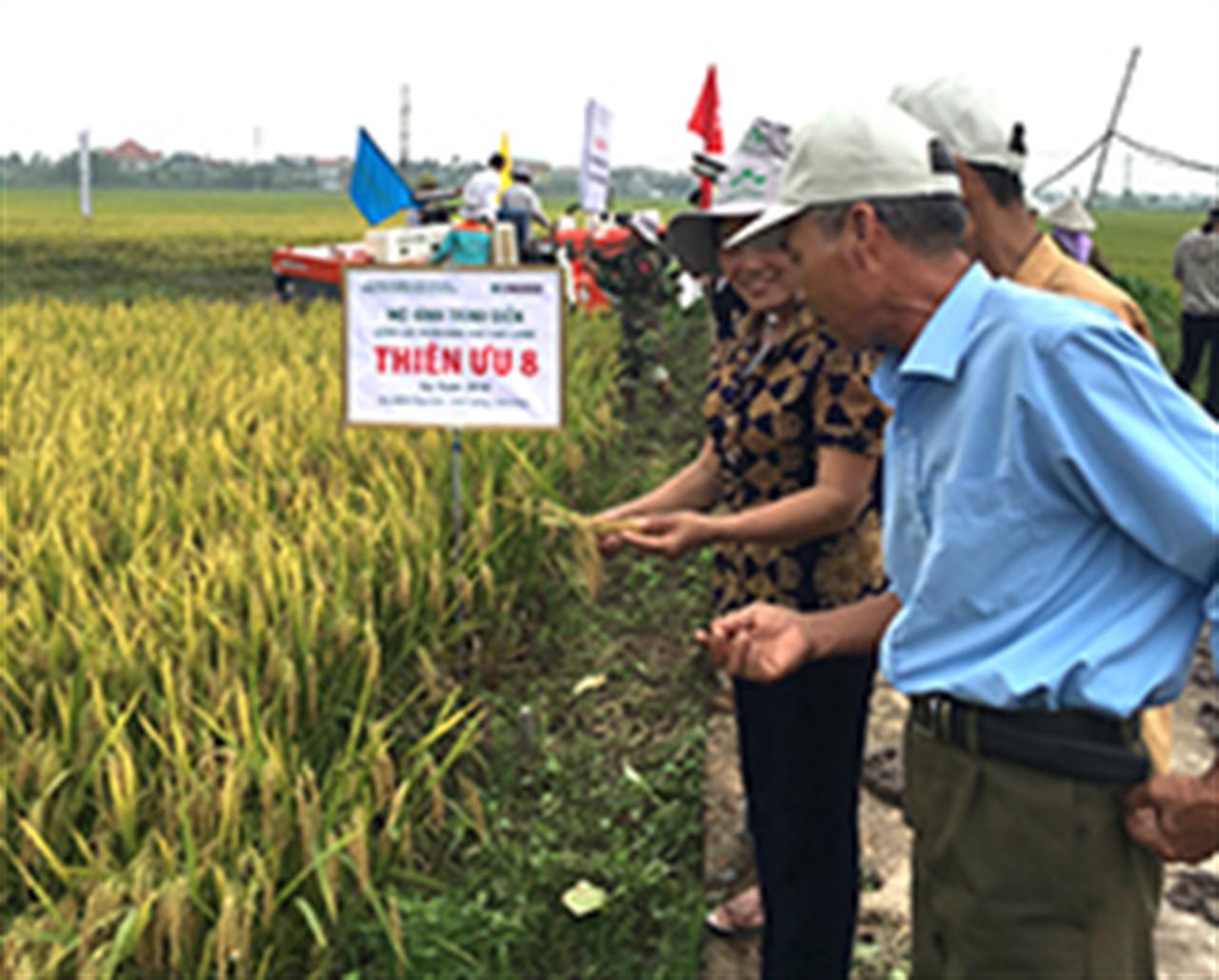 Lúa cấy máy sử dụng phân bón NPK Lâm Thao khép kín thu lãi hơn 23 triệu đồng/ha