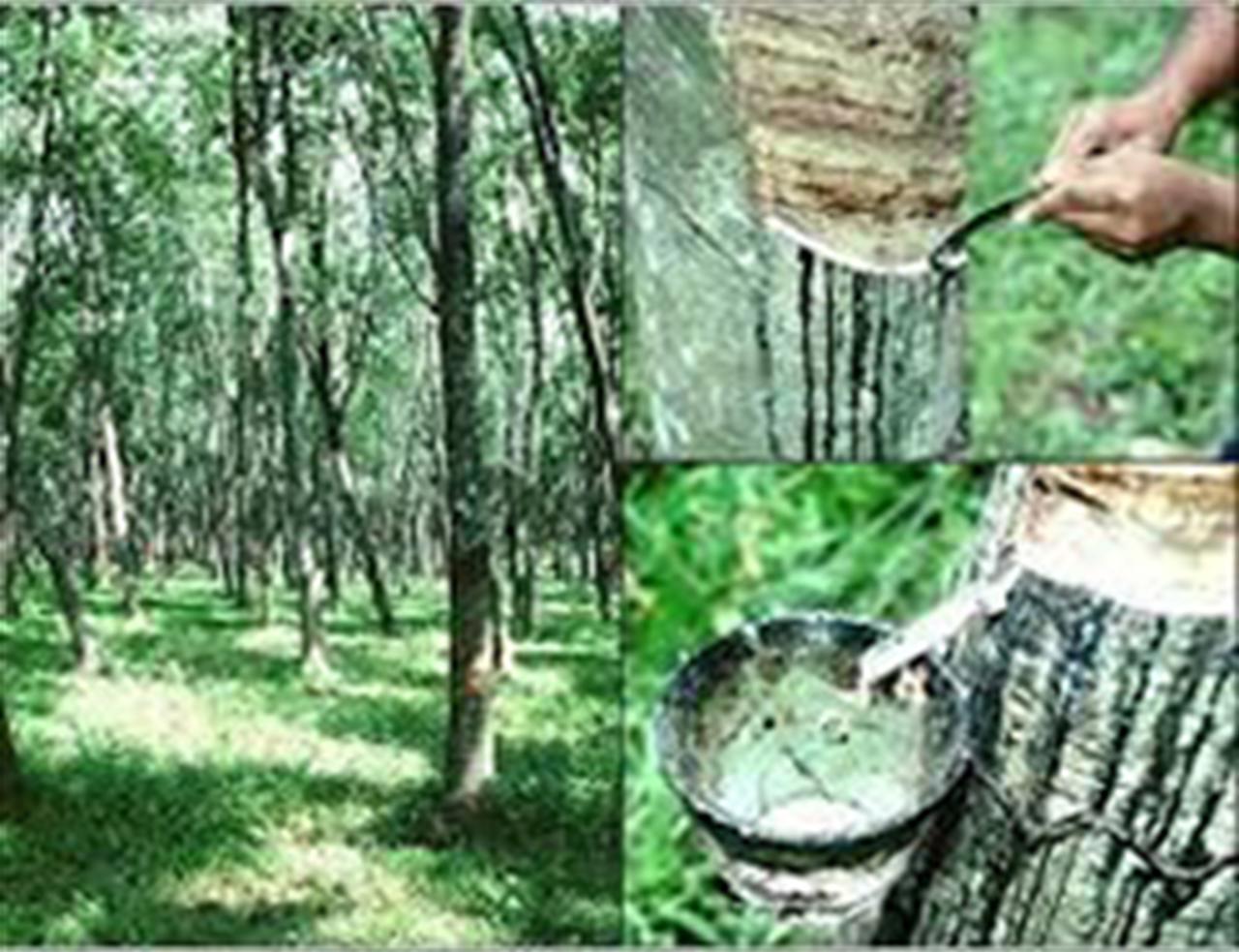 Giá cao su kỳ hạn tại Tokyo ngày 14/12 đạt mức cao nhất 3 năm