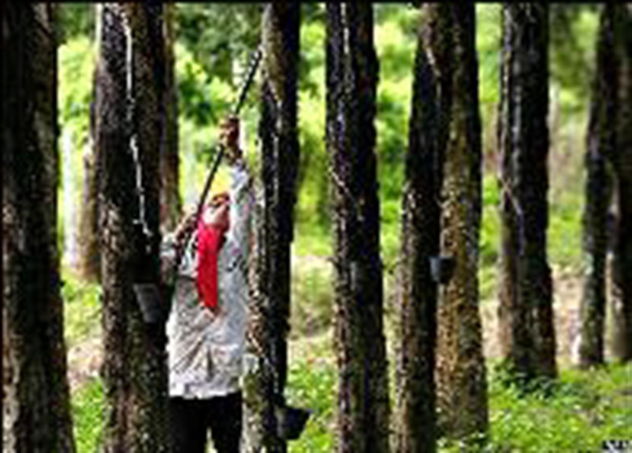 Giá cao su thiên nhiên tăng đột biến