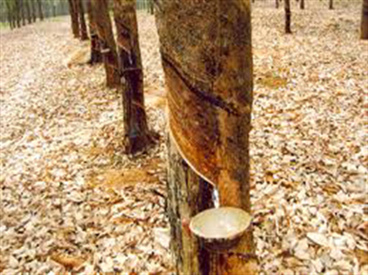 Giá cao su kỳ hạn TOCOM ngày 29/12 tăng do đồng yên suy yếu