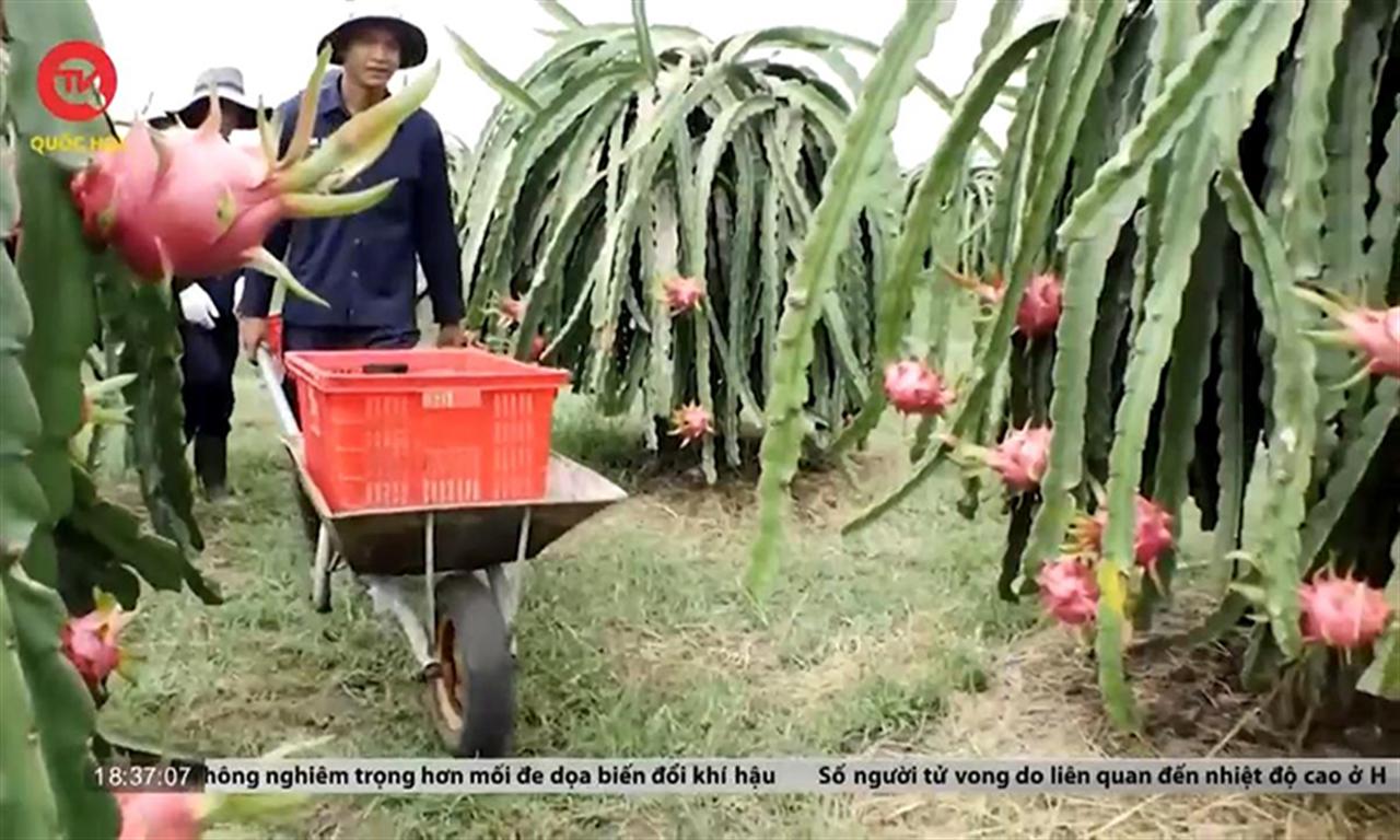 Nông dân Bình Thuận chật vật vì phân bón giá cao