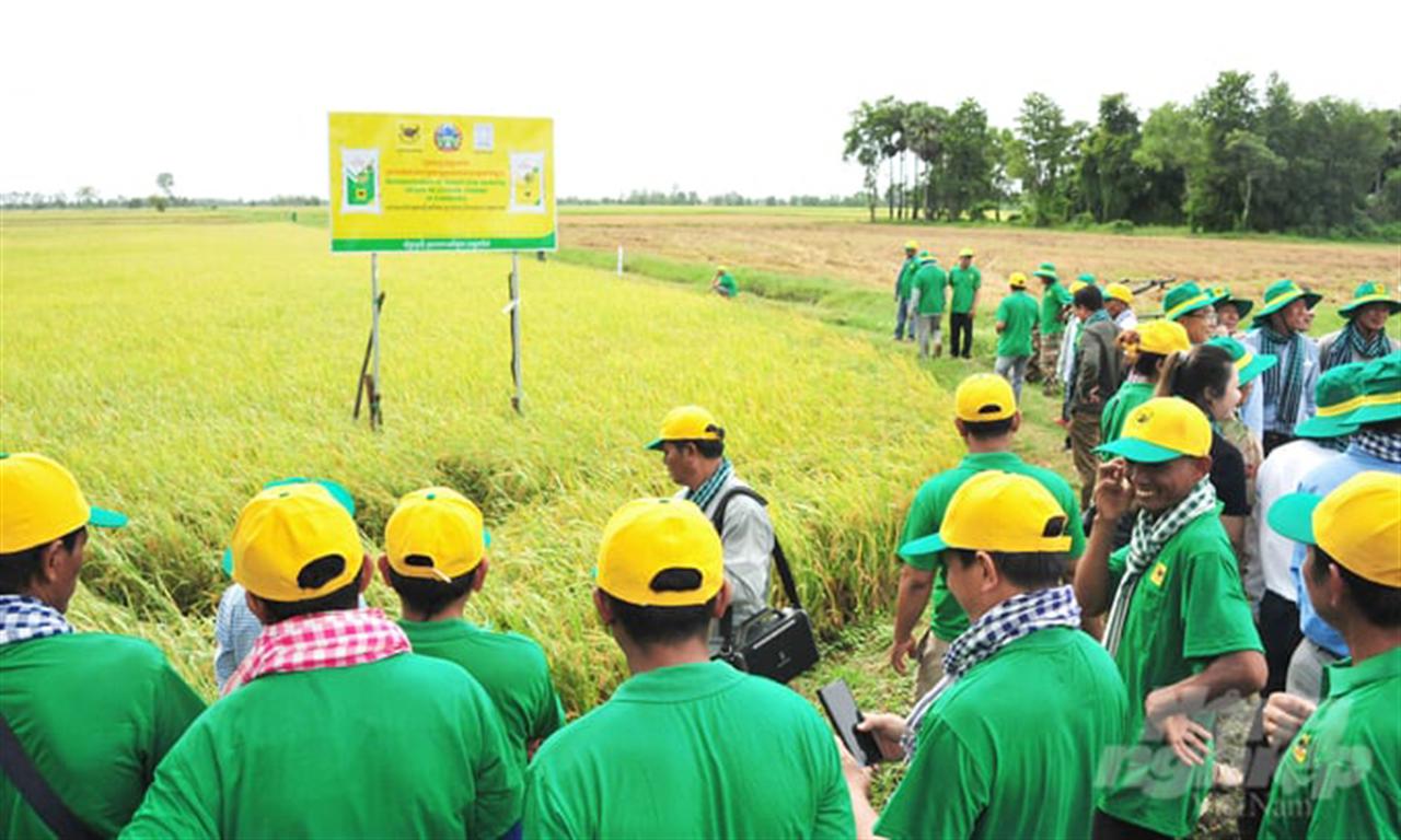 Phân bón Bình Điền giúp nông dân Campuchia tăng năng suất lúa thêm 1 tấn/ha