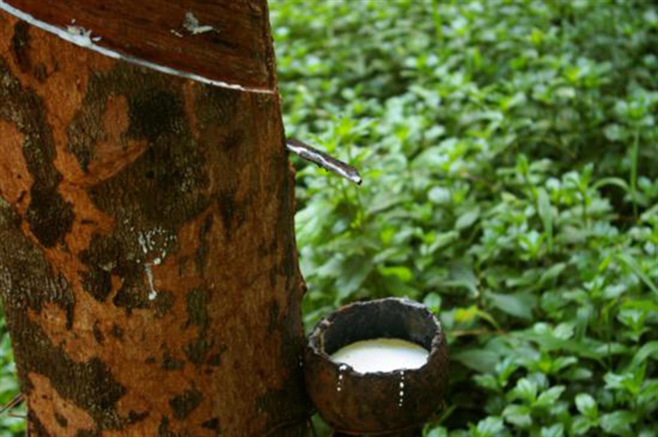 Giá cao su xuống thấp nhất trong 9 tháng