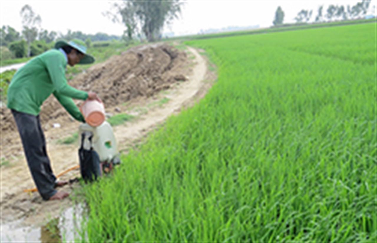 Đồng Tháp: Giá phân bón bình ổn