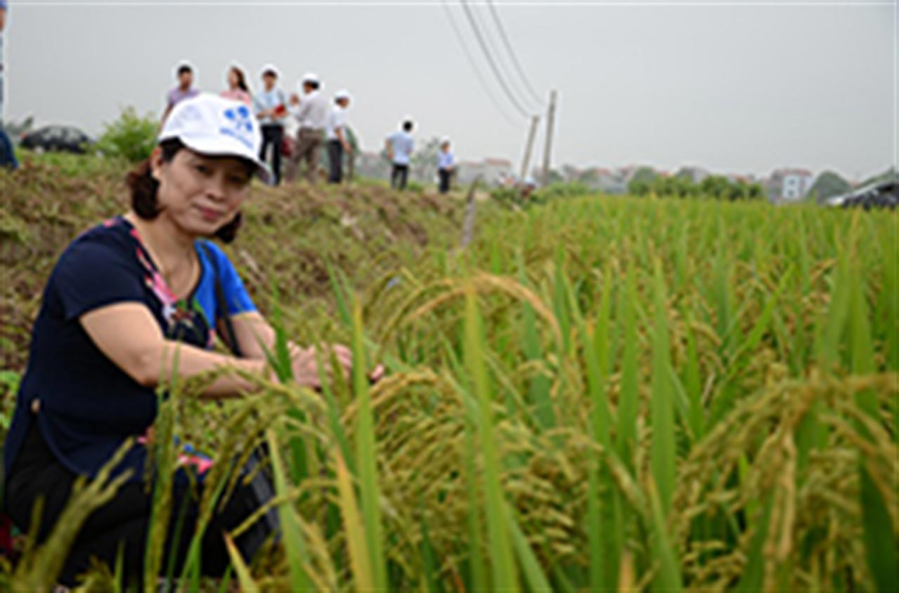 NPK Lâm Thao hàm lượng cao giải bài toán lãi 30% cho người trồng lúa