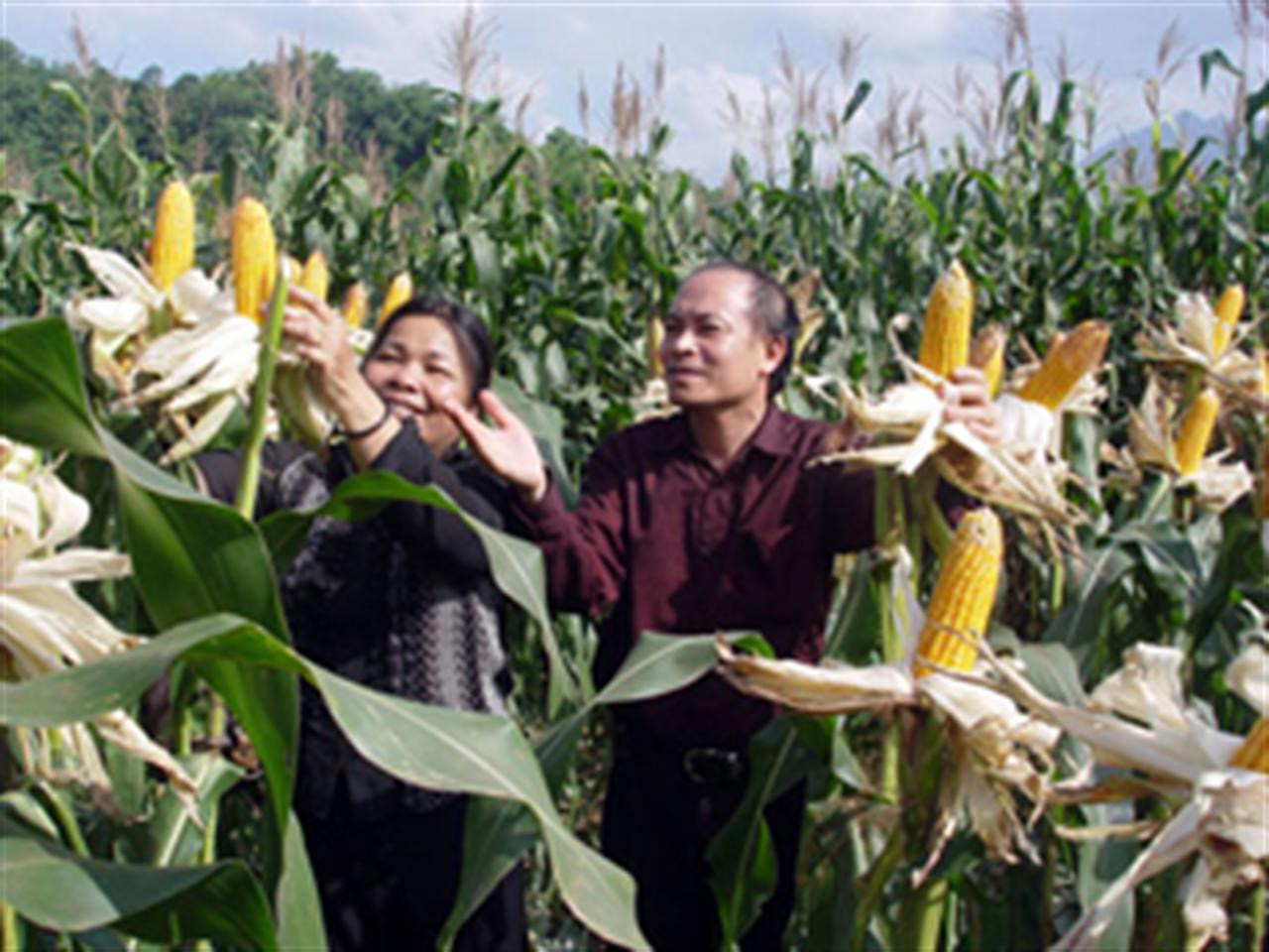Cây ngô “hợp duyên” phân bón Văn Điển