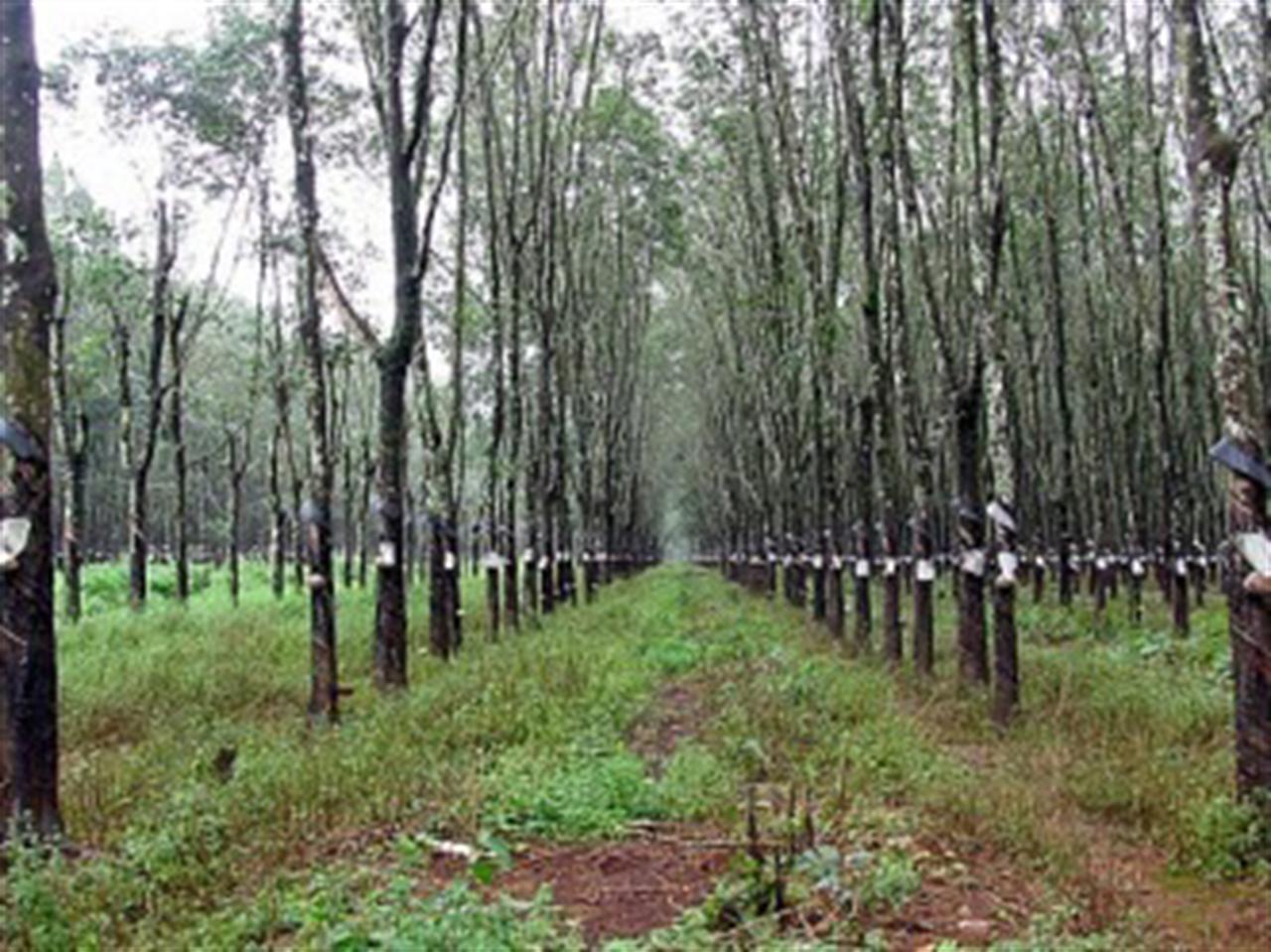 Giá cao su giảm mạnh do dư cung