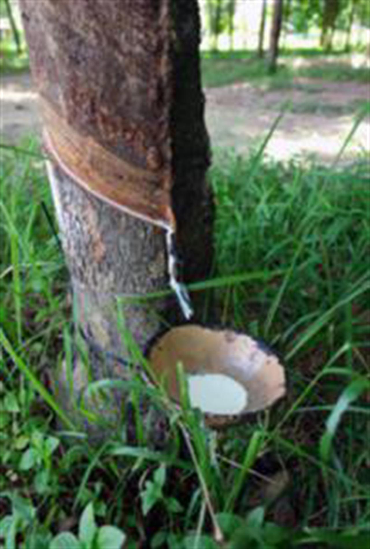 Vietnam raises 2011 rubber exports forecast -association