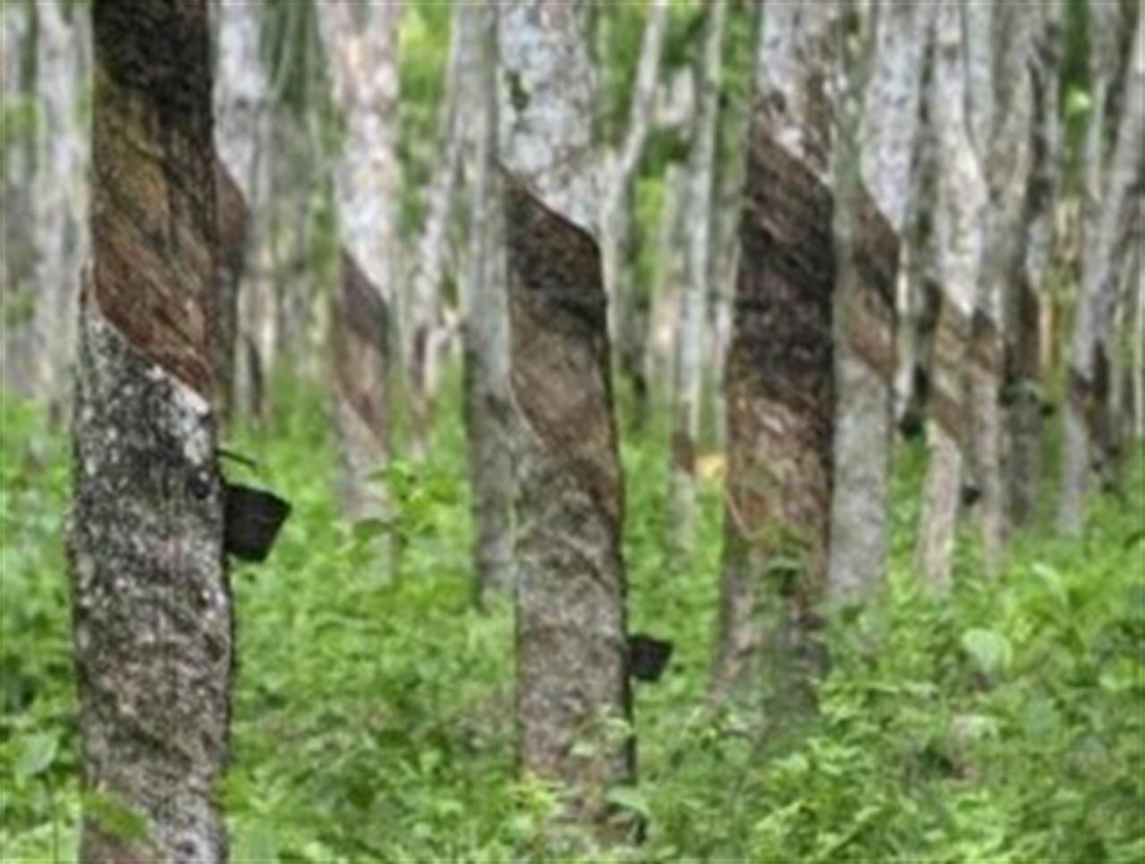 Giá cao su giảm gần 4% trước sức ép giảm cầu