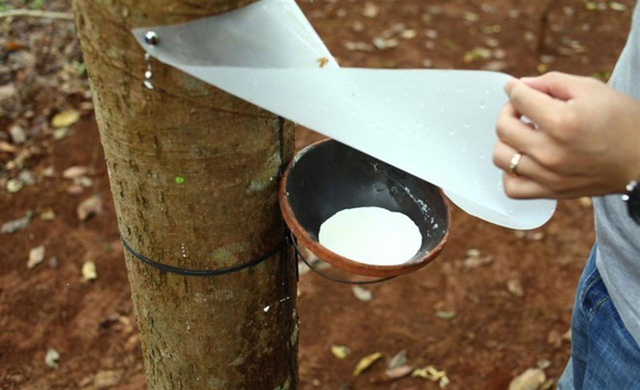 Giá cao su thế giới đồng loạt lao dốc do nhiều lo ngại