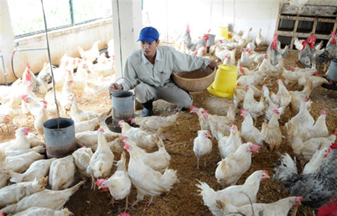 Bất cập thị trường phân bón, thức ăn chăn nuôi