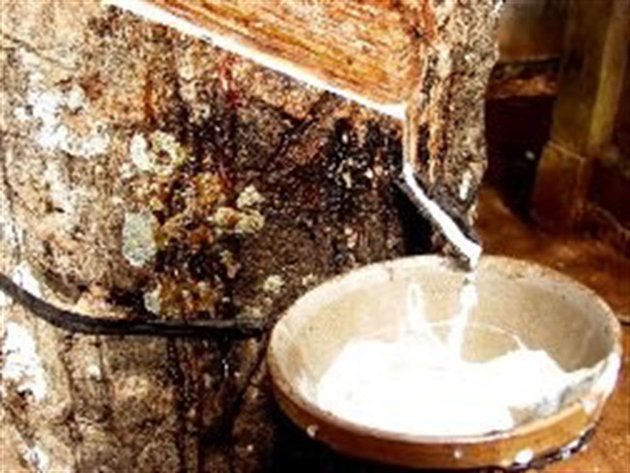 Khởi đầu tháng 5, giá cao su lên cao nhất 3 tuần