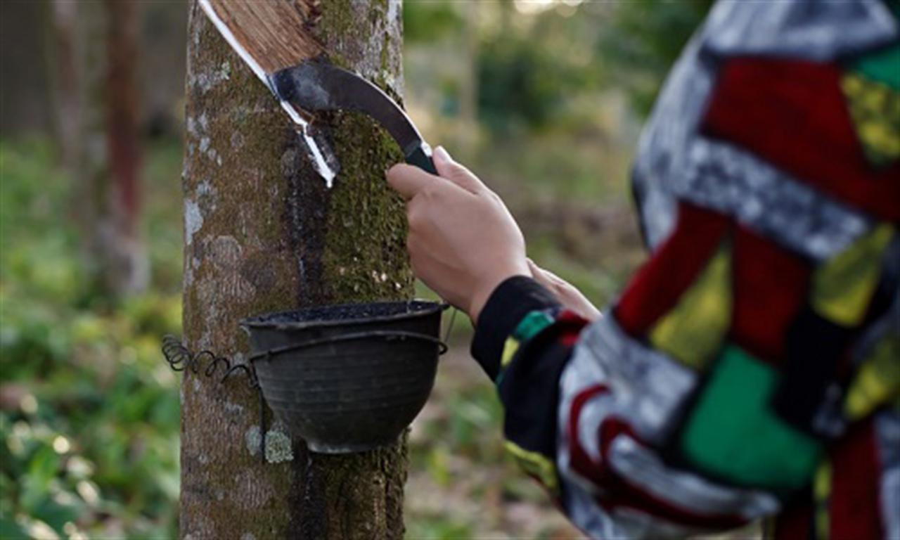 Cambodia reports lower latex exports for 2023