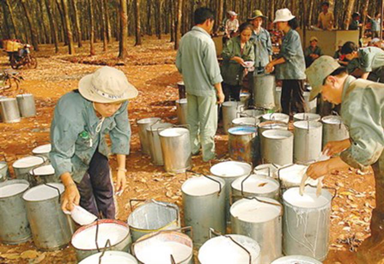 As Vietnam stretches rubber output, risk of price war grows