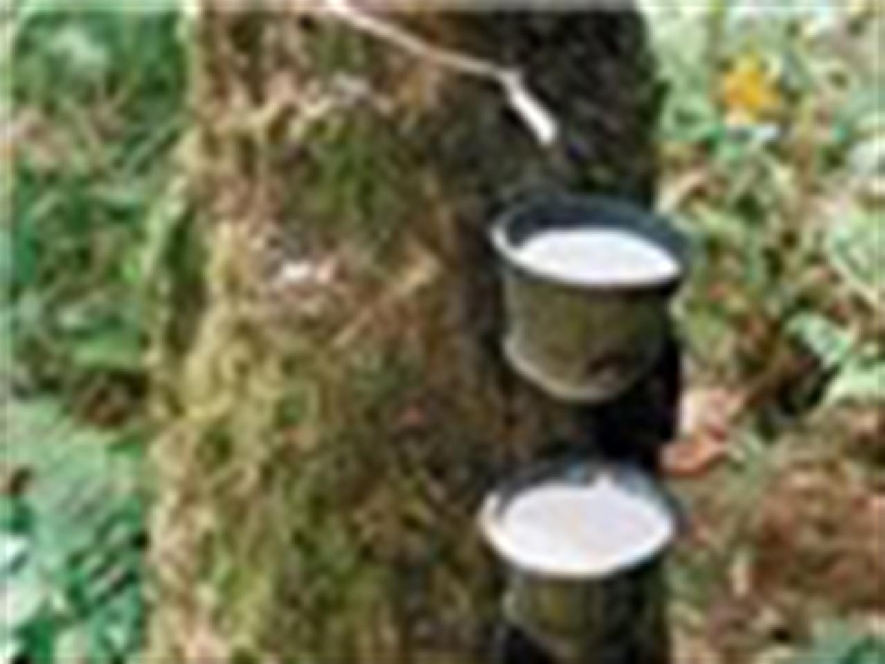 Giá cao su giảm mạnh nhất kể từ tháng 11/2012