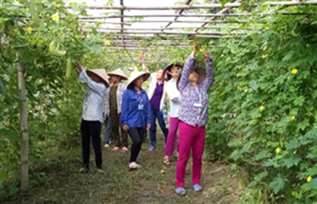 Chăm sóc mướp đắng bằng phân Văn Điển