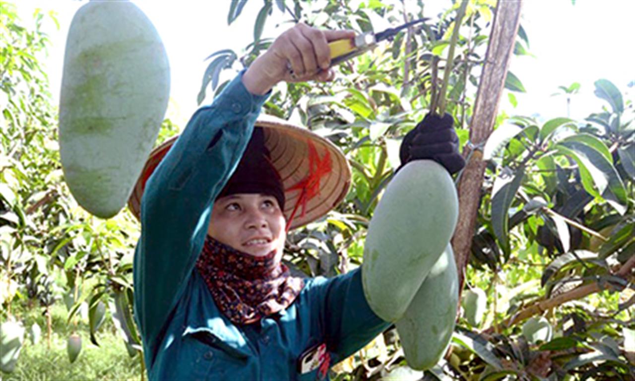 Phân bón Văn Điển: “Vững chân” trên vùng đất Sơn La