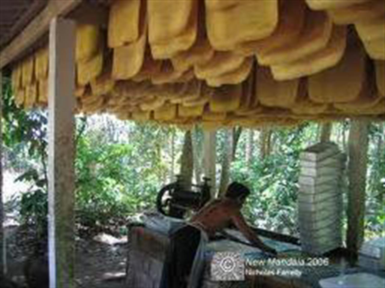 Giá cao su Tocom tăng hơn 4% do giá dầu tăng mạnh