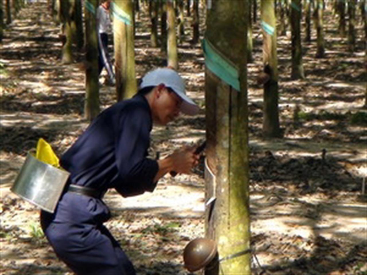 Indonesia, Malaysia, Thái Lan họp bình ổn giá cao su