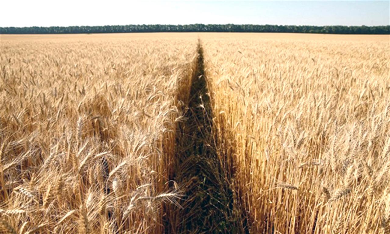 Ukraine dừng xuất khẩu phân bón để bảo đảm thị trường trong nước