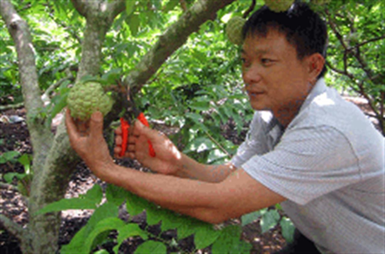 Phân bón Văn Điển hữu dụng với đồng đất Hữu Lũng