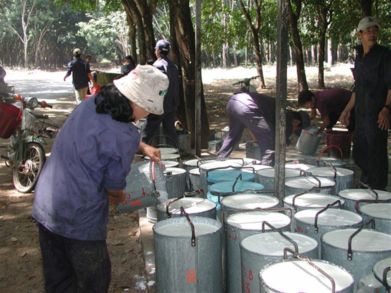 Giá cao su xuất khẩu tăng kỷ lục