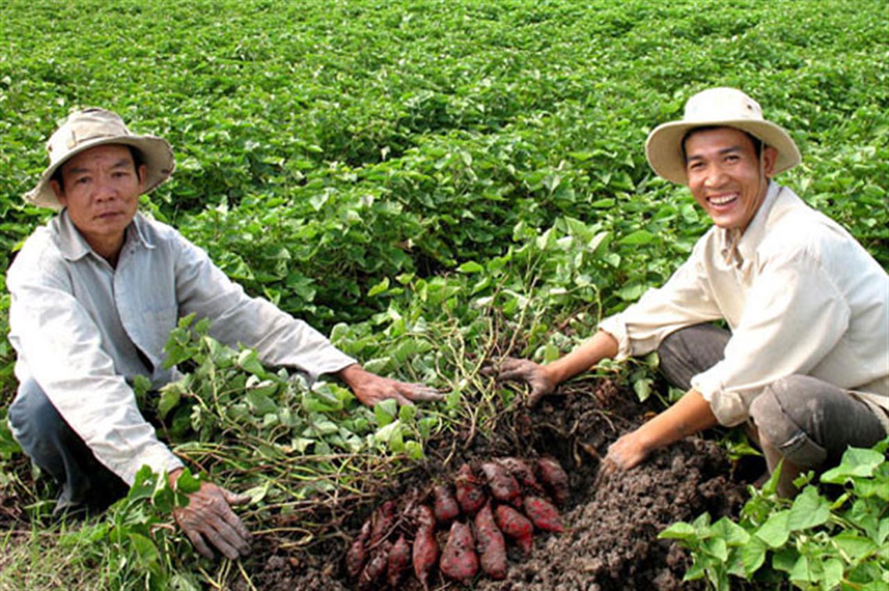 Dùng phân bón Văn Điển hạn chế sâu bệnh