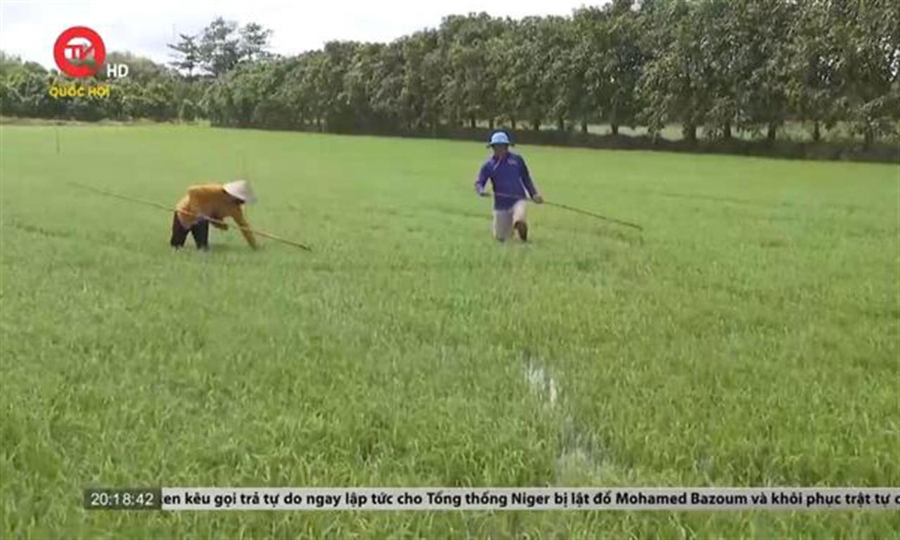 Hạt lúa và nỗi lo gánh nặng giá cả phân bón của nông dân ĐBSCL