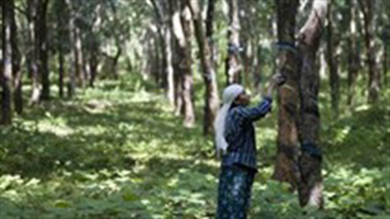 Giá cao su Tocom xuống thấp nhất 3 tuần