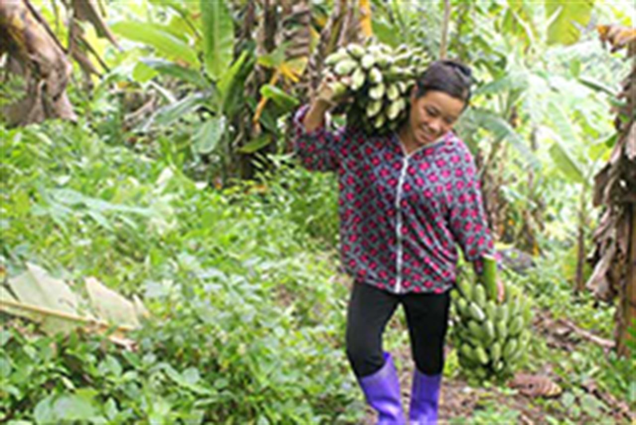 Người trồng chuối bội thu nhờ bón phân Lâm Thao