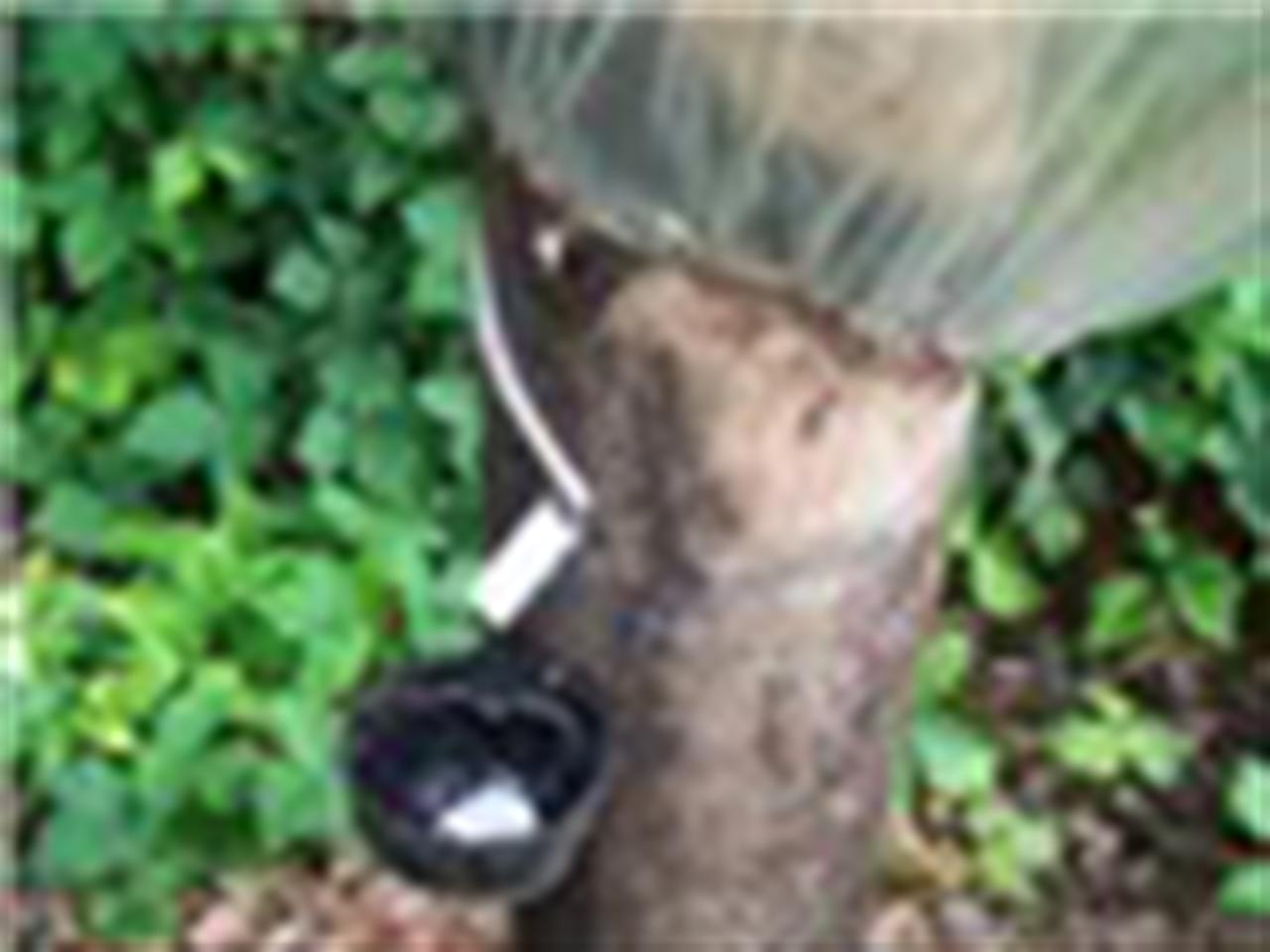 Giá cao su giảm 1% do lo ngại nhu cầu suy yếu